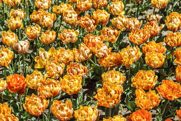 background of tulips orange color