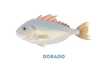 Isolated dorado fish on white background. Seafood.