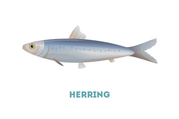 Isolated herring fish on white background. Seafood.