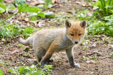 キタキツネの赤ちゃん
