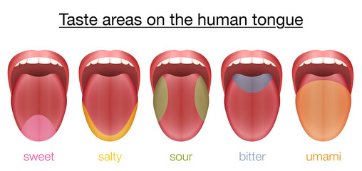 Obraz premium Taste areas of the human tongue - sweet, salty, sour, bitter and umami - with colored regions of the appropriate taste buds. Isolated vector illustration on white background.