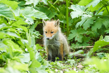 キタキツネの赤ちゃん
