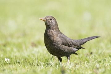 Amsel weiblich