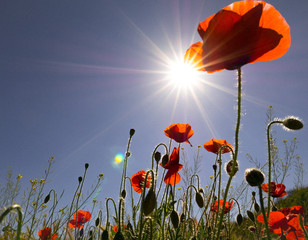 Sun and poppy