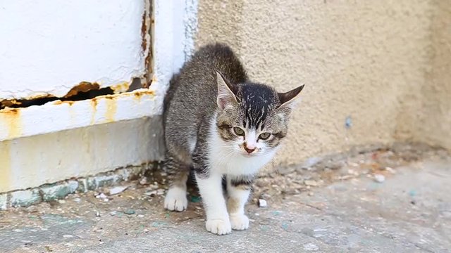 Closeup portrait of poor scared trembling little kitten after just been attacked by dog. Cat looks at camera. Real time hd video footage.