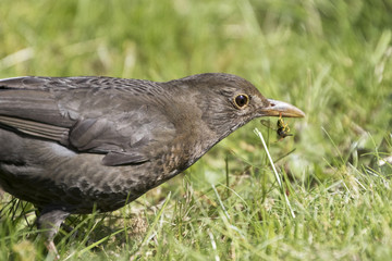 Amsel weiblich