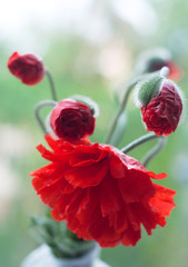 Obraz premium A bouquet of red poppies on green blurred background