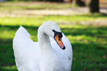 White beautiful swan