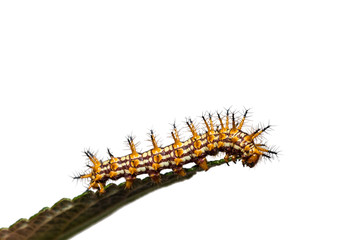 Yellow coster (Acraea issoria) caterpillar