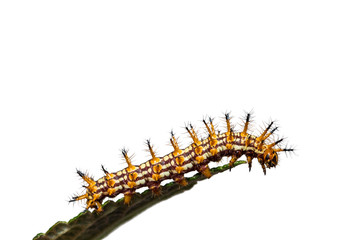 Yellow coster (Acraea issoria) caterpillar