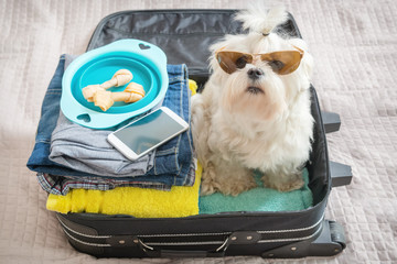 Dog sitting in the suitcase