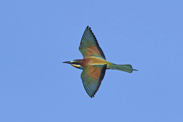 European bee-eater (Merops apiaster)