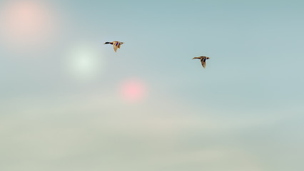 Free flying lights