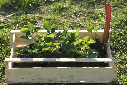 Strawberry seedlings in a wooden box.