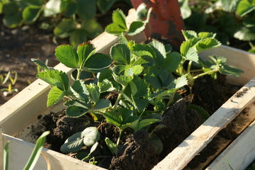 Strawberry seedlings in a wooden box.