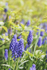 muscari - blue flowers (murine hyacinth)
