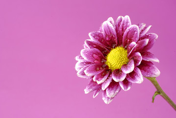 Pink Flower with colored background yellow center