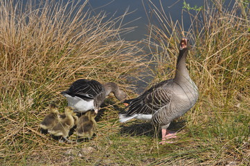 Wildgasfamile am See