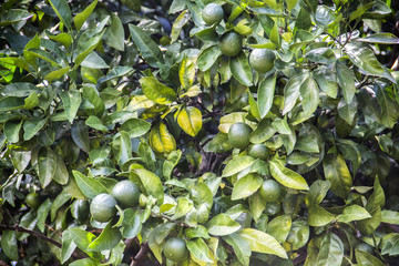 Green limes on tree  close up