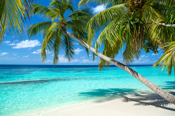 Fototapeta na wymiar coco palms on tropical paradise beach with turquoise blue water and blue sky