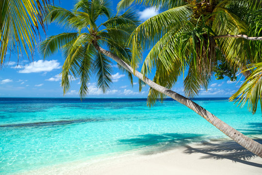 Fototapeta palmy kokosowe na tropikalnej plaży z turkusową wodą i błękitne niebo
