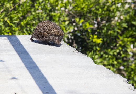 Young beautiful hedgehog