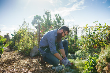 candid photo of bearded man gardening