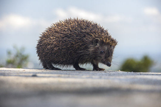 Young beautiful hedgehog