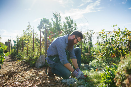 candid photo of bearded man gardening