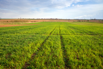 Green Field and Beautiful Sunset