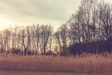 some fern and trees in the background
