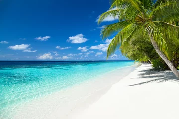 Poster kokospalmen op tropisch paradijsstrand met turkooisblauw water en blauwe lucht © stockphoto-graf