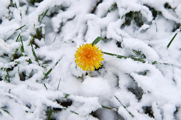 Dandelion snow