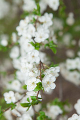 White flowers of cherry in a sunlight in the spring