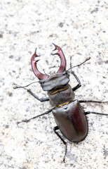 Lucanus Cervus - Vacaloura, Outdoor Macro Shot.