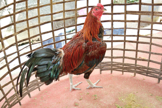 Fighting gamecock or Thai chicken in a bamboo coop