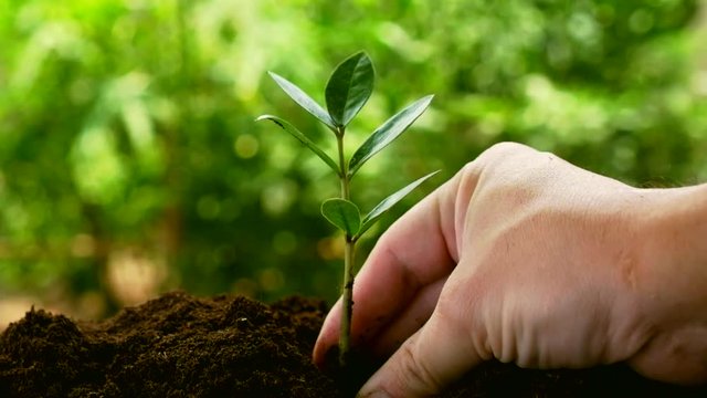 hands of man was carrying of potting seedlings to be planted into the soil.