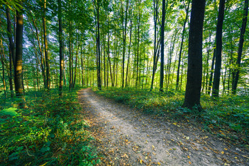 beautiful green forest