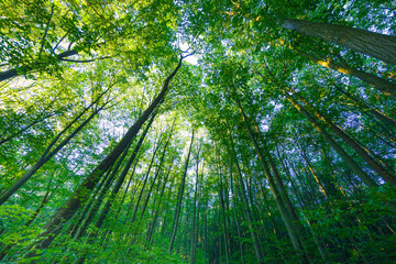 Obraz na płótnie Canvas forest trees nature green wood sunlight backgrounds