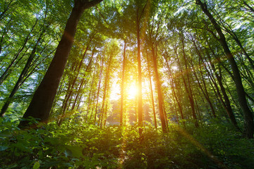 beautiful green forest