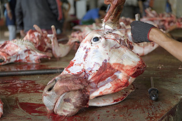 Slaughterhouse cows, beef - 151012669