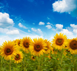 Fototapeta premium Field of flowers of sunflowers