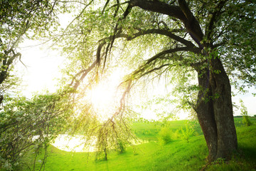 Fototapeta premium landscape with tree