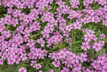 Fototapeta premium Phlox subulata