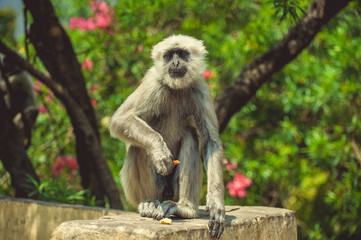 Monkey Langur sits on the fence, in the background green plants with pink flowers