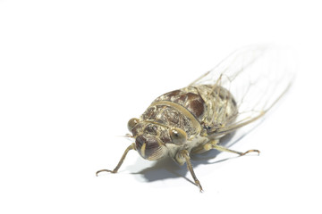 cicada Cicadidae isolated on white background