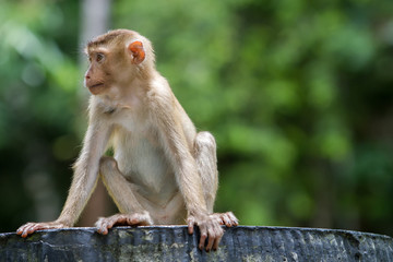 Wild monkey sitting on concrete chair in forest of national park of Thailand