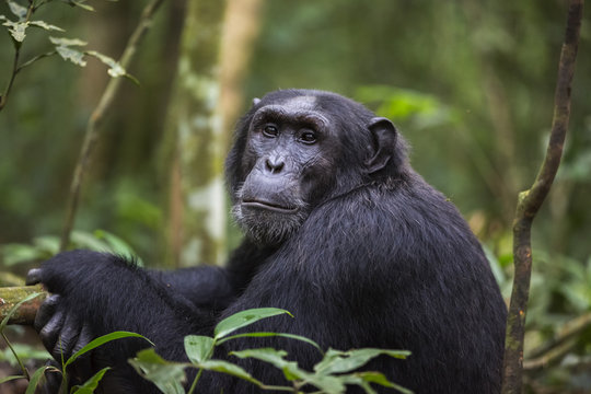 Chimpanzee (Pan troglodytes), Kibale National Park, Uganda