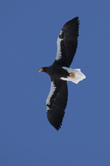 Steller's sea eagle hovering over Avachinsky bay on a clear, sunny winter day