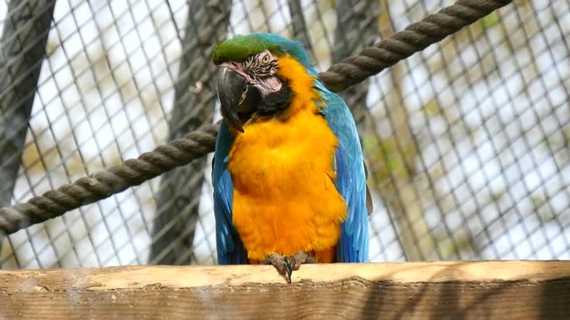 Macaw, blue and yellow, Ara Ararauna